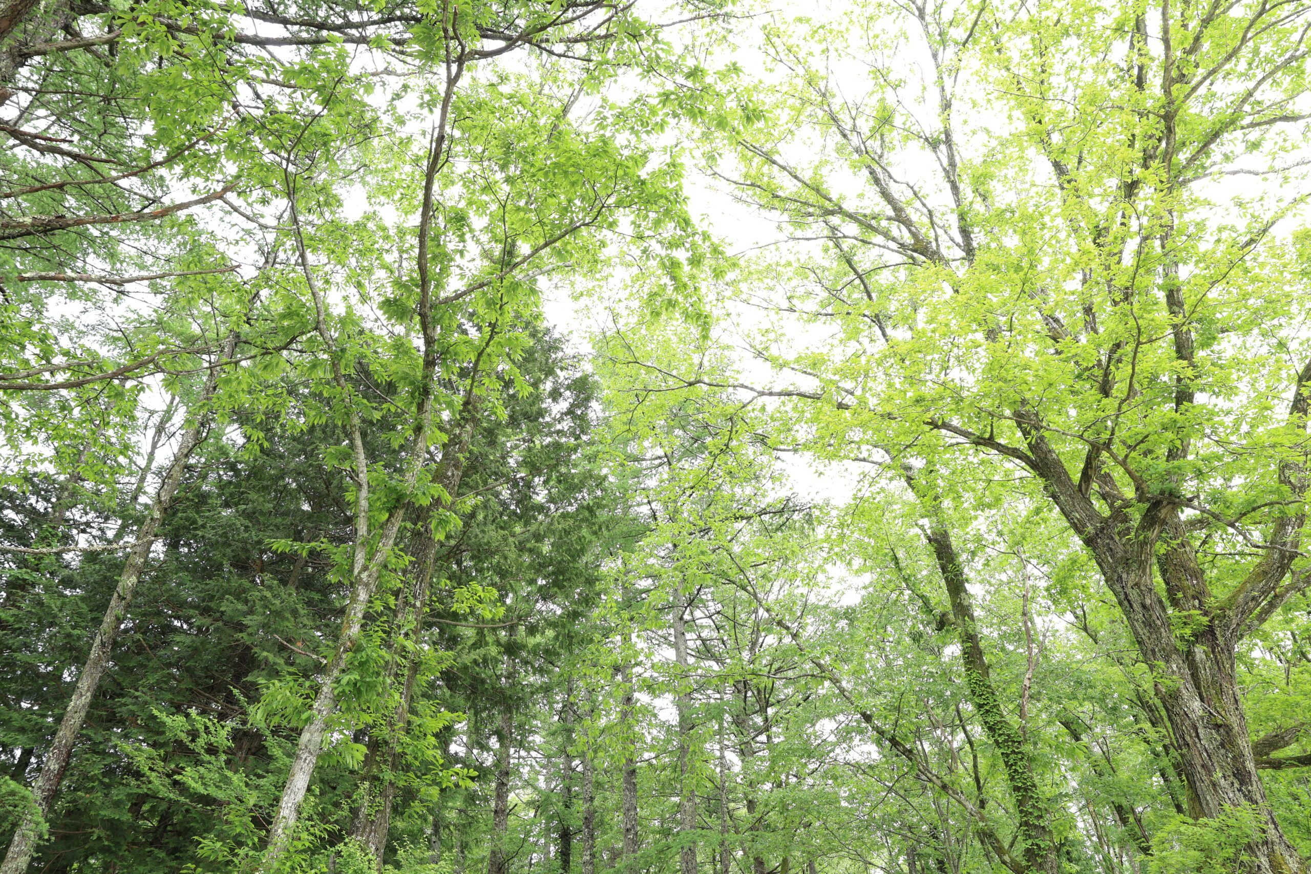 富士のふもとの贅沢時間